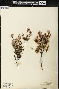 Calluna vulgaris image