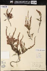 Calluna vulgaris image