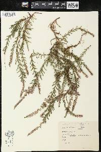 Calluna vulgaris image