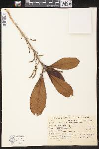 Richeria australis image