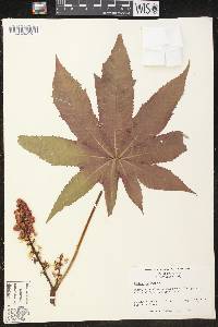 Ricinus communis image