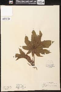 Ricinus communis image