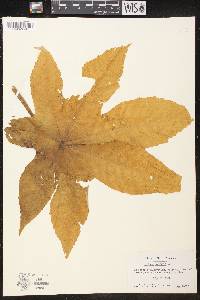 Ricinus communis image