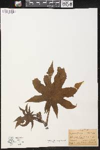 Ricinus communis image