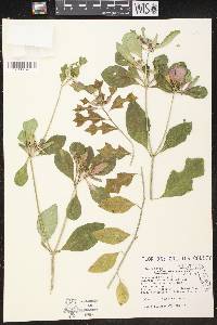 Euphorbia cyathophora image