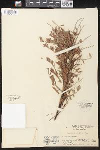 Phyllanthus emblica image