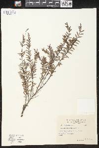 Phyllanthus myrtilloides image