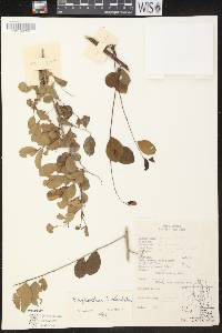 Phyllanthus reticulatus image