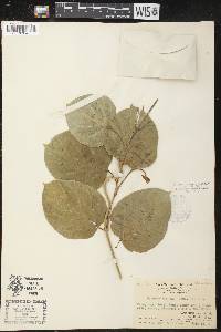 Gymnema tingens image