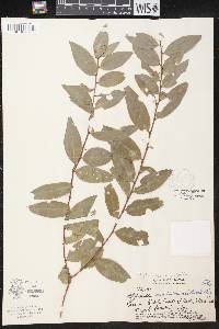 Phyllanthus distichus image