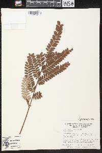 Phyllanthus mimosoides image