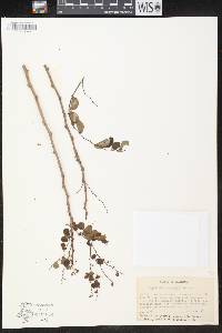 Phyllanthus mcvaughii image