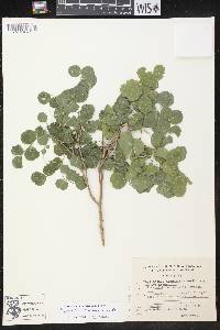Phyllanthus mocinianus image