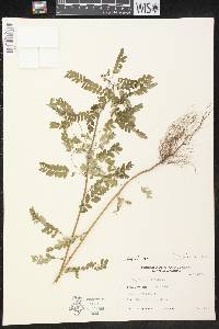 Phyllanthus niruri image