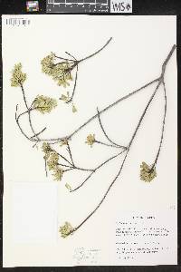 Phyllanthus comosus image