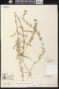 Phyllanthus compressus image