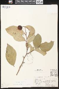 Phyllanthus grandifolius image