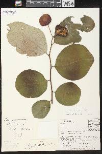 Phyllanthus grandifolius image