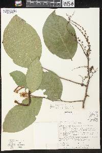 Phyllanthus grandifolius image