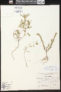 Phyllanthus compressus image