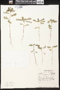 Phyllanthus amarus image