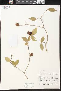 Phyllanthus acuminatus image