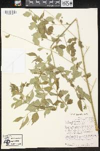 Phyllanthus acuminatus image