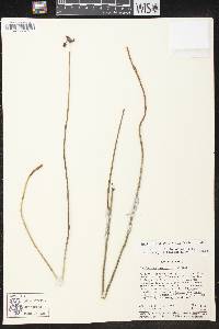 Pedilanthus cymbiferus image
