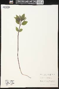 Mercurialis perennis image