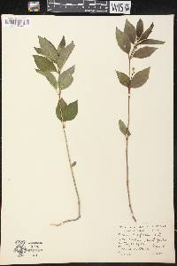 Mercurialis perennis image