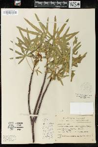 Manihot rubricaulis subsp. isoloba image