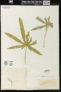 Manihot rubricaulis subsp. isoloba image