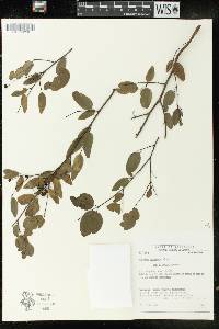Maprounea guianensis image