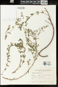 Chamaesyce hyssopifolia image