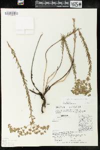 Euphorbia campestris image