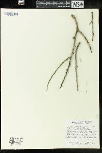 Euphorbia ceroderma image
