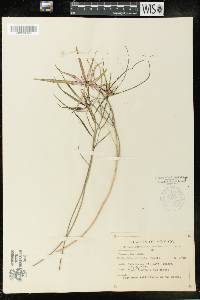 Euphorbia colorata image