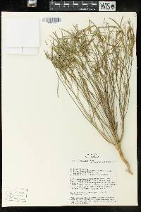Euphorbia eriantha image