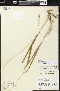 Prosthechea guttata image