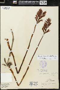 Sacoila lanceolata image