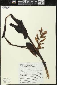 Stenorrhynchos aurantiacum image