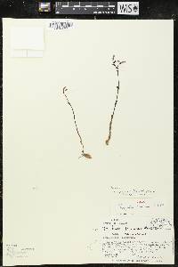 Triphora trianthophora subsp. mexicana image