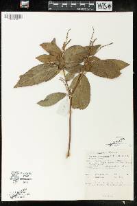 Mallotus rhamnifolius image