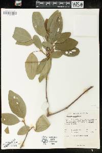 Mallotus rhamnifolius image