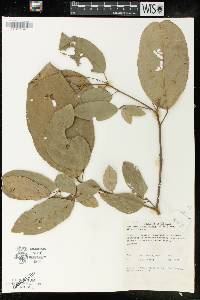 Mallotus rhamnifolius image