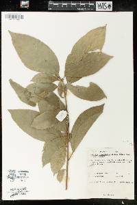 Mallotus rhamnifolius image