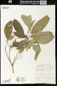 Mallotus rhamnifolius image