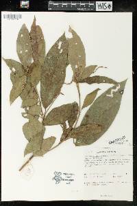 Mallotus rhamnifolius image