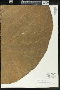 Macaranga grandifolia image
