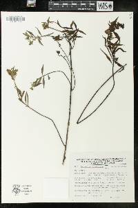 Euphorbia furcillata image